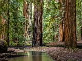 Montgomery Woods 006